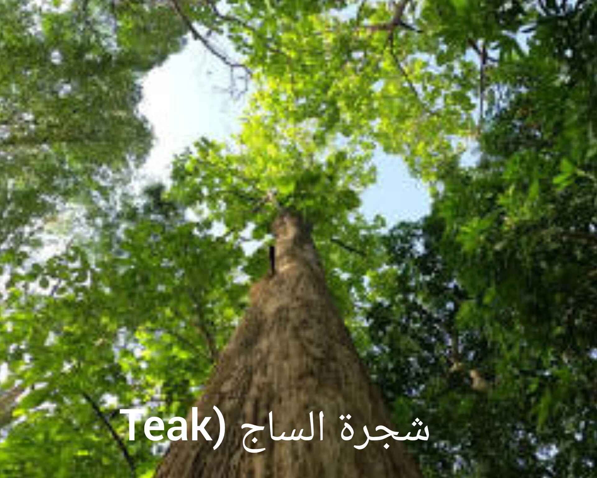 image about اليمن 2040: كيف نحقق 800 مليار دولار ونقترب من الـدول العشرين خلال 15 سنه ؟ (رؤية الذهب الأخضر)