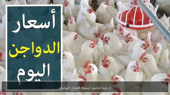 image about 📈 بورصة الدواجن اليوم الجمعة 6-2-2026 — أسعار الفراخ البيضاء في مصر (محدث بالكامل لمنصة “أموالِى”) 🇪🇬