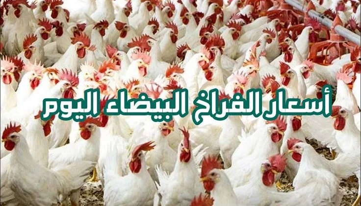 image about 📈 بورصة الدواجن 2026: تحديث أسعار الفراخ البيضاء في مصر اليوم وأبرز تحركات السوق