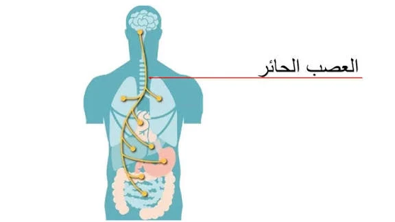 image about كيف تقى نفسك من التهاب العصب الحائر 