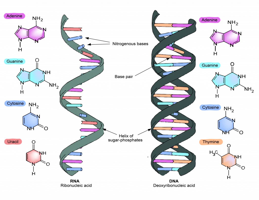 image about تنزيل كتاب المعاصر أحياء للصف الثالث الثانوي 2026  برابط مباشر