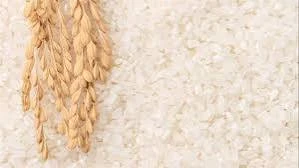 image about 🔥 سعر الأرز الشعير اليوم في مصر 2026 تحديث يومي.. أسعار طن الأرز الشعير وتأثيرها على السوق والمستهلك