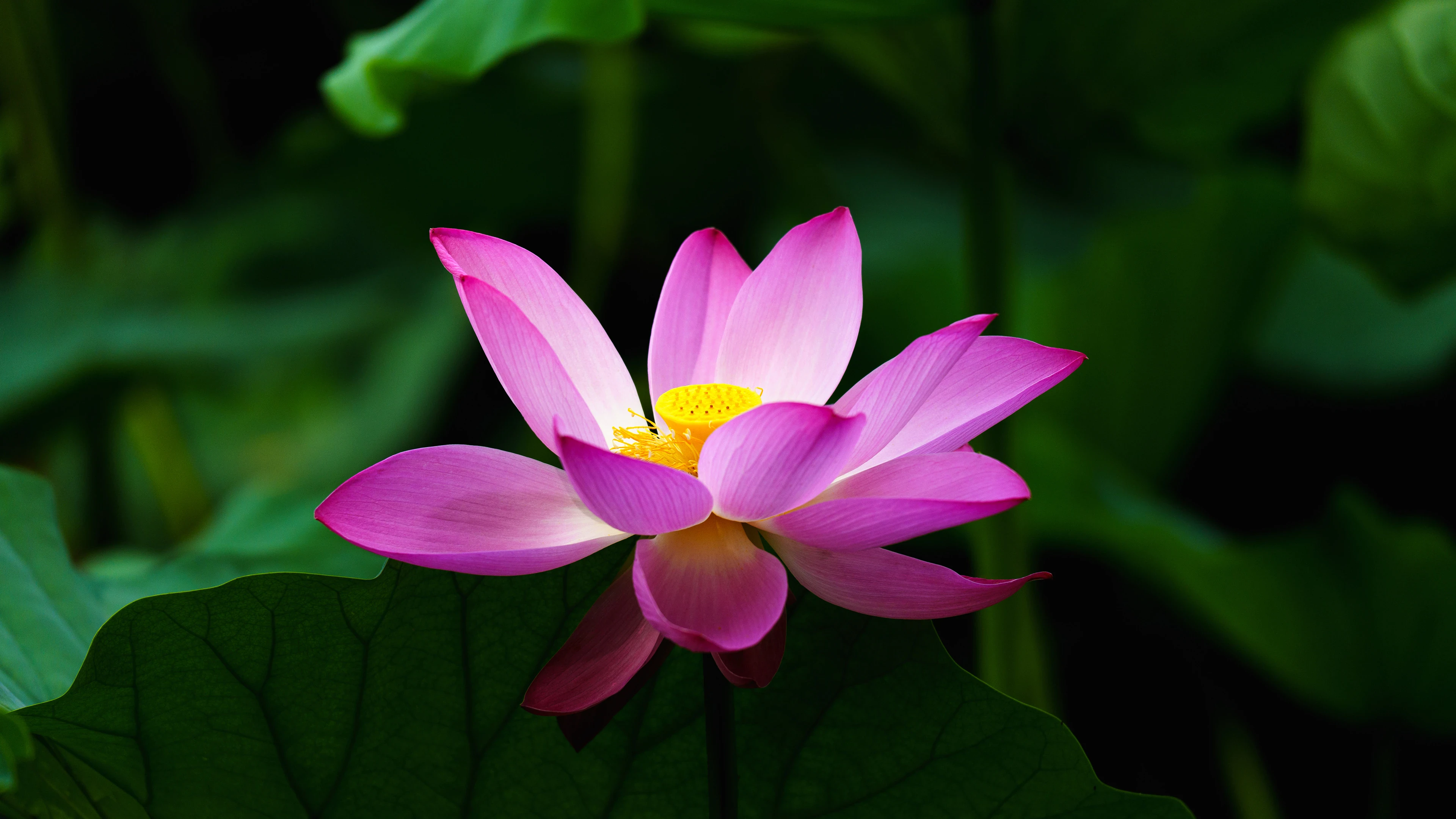 image about الثقافة مش مجرد كتب بنقرأها أو لغات بنتعلمها، الثقافة هي 