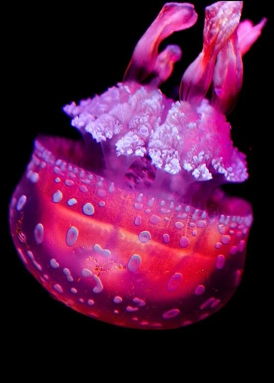 image about Jellyfish: Ancient Ocean Creatures That Defy Aging