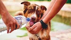 image about الرفق بالحيوان والاعتناء به