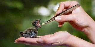 image about الرفق بالحيوان والاعتناء به