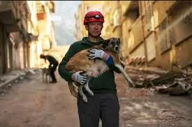 image about الرفق بالحيوان والاعتناء به