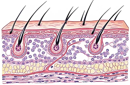 image about هندسة الغلاف الحيوي: الدليل الشامل لوظائف الجلد وبنيته النسيجية