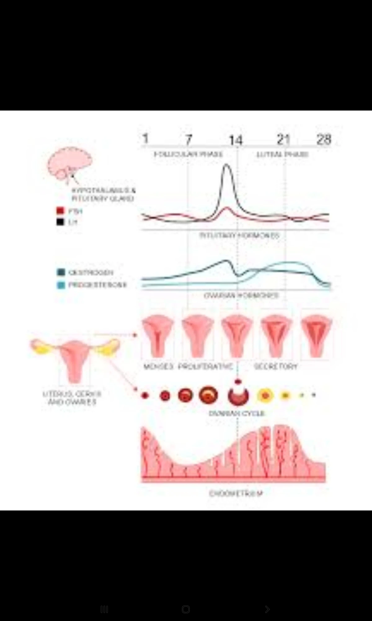 image about ازاي يكون الجنين ولد؟ دليل شامل عن الصحة الإنجابية وزيادة فرص إنجاب ولد بطريقة طبيعية وآمنة