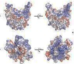 image about متحور XBB: خريطة طريق لفهم السلالة الأسرع انتشاراً وسبل الوقاية منها