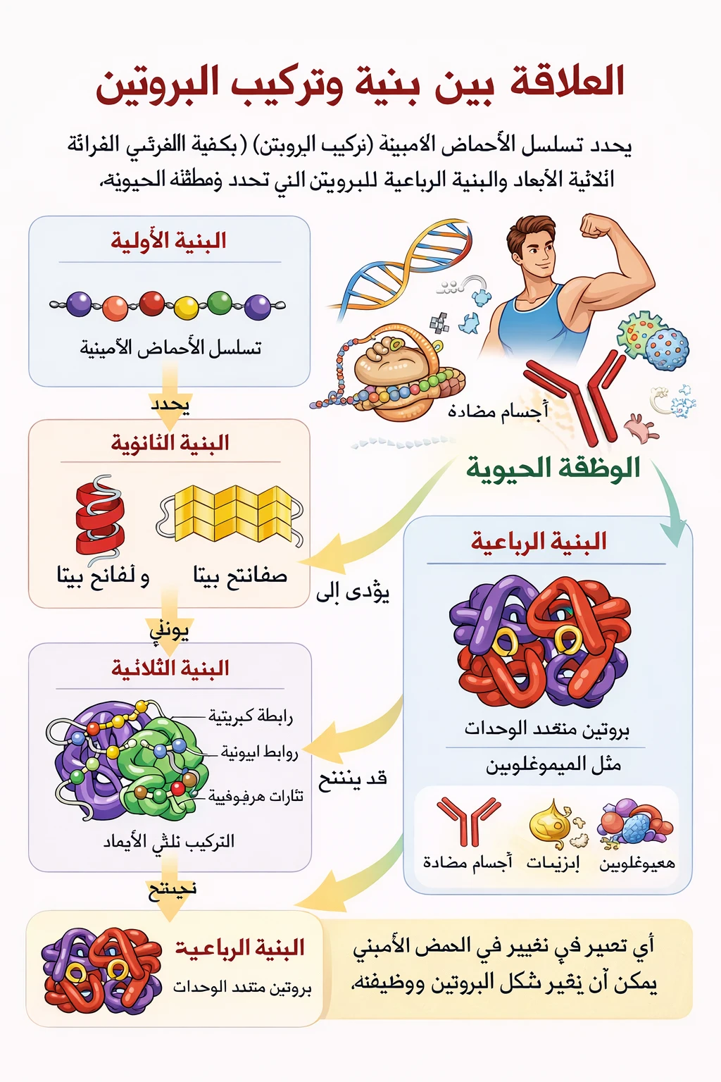image about العلاقة بين بنية وتركيب البروتين