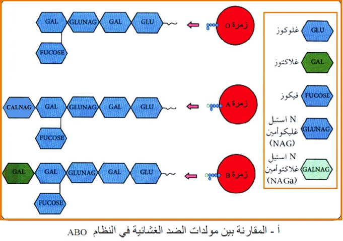 image about الذات واللاذات لمادة العلوم الطبيعية والحياة