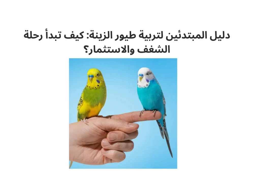 image about دليل المبتدئين لتربية طيور الزينة: كيف تبدأ رحلة الشغف والاستثمار؟
