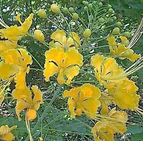 image about الشجرة الملكية أو الشجرة النارية