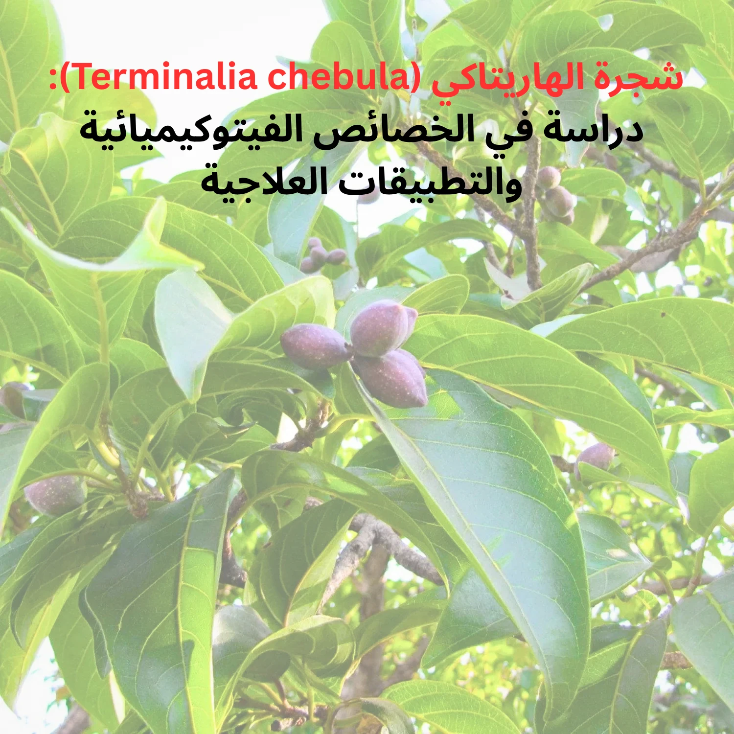 image about شجرة الهاريتاكي (Terminalia chebula): دراسة في الخصائص الفيتوكيميائية والتطبيقات العلاجية