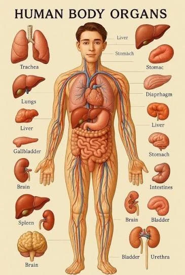image about معلومات سوف تصدمك عن جسم الانسان