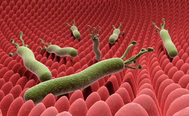 image about 💡 🦠 كل ما تريد معرفته عن جرثومة المعدة | أعراضها وعلاجها بسهولة