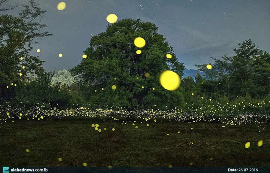 image about سر الغابة المضيئة