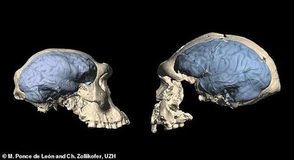 image about أوائل الجنس البشري
