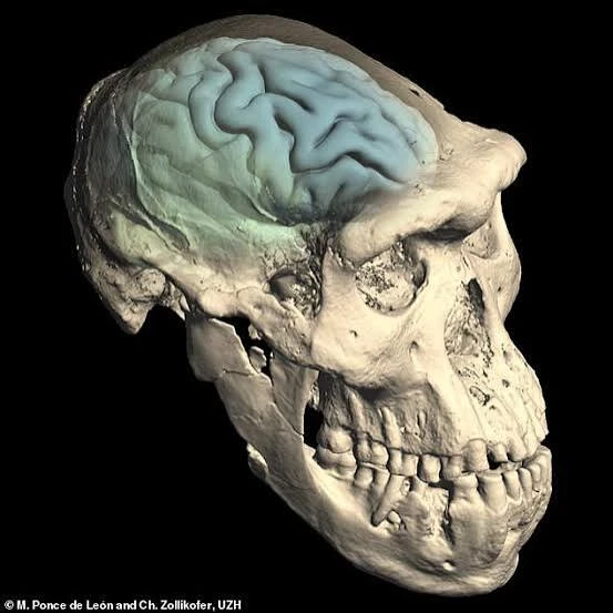 image about أوائل الجنس البشري