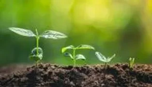 image about حل مشكلة جفاف واحتراق أطراف أوراق النباتات المنزلية: دليل الإنقاذ الشامل