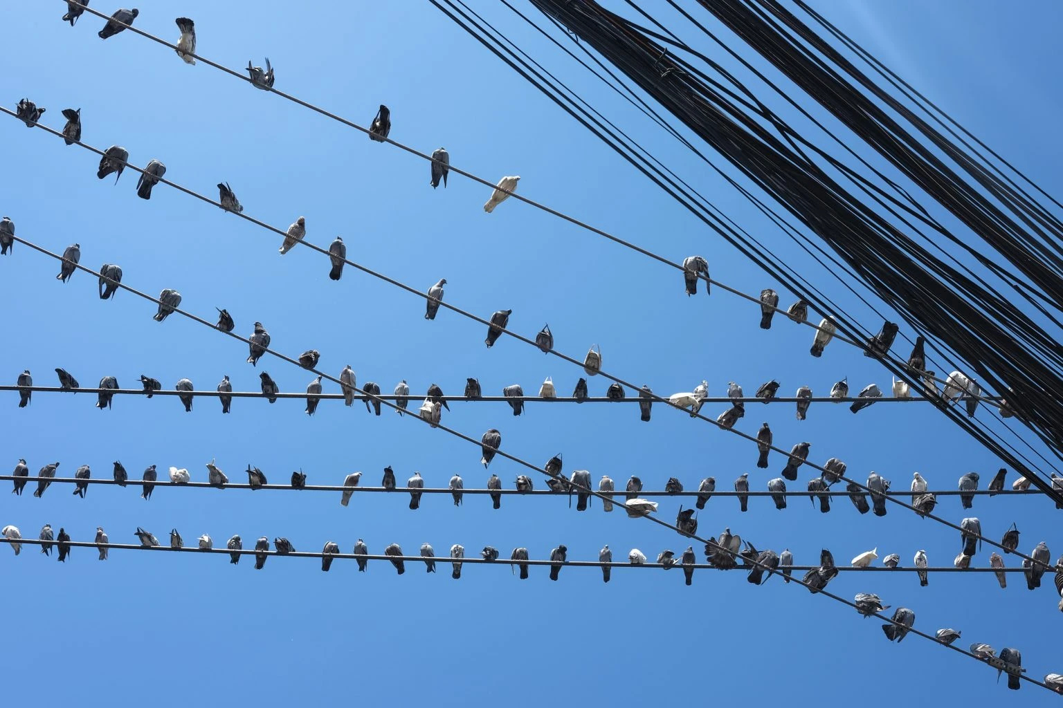 image about لماذا لا تُصعق الطيور بالكهرباء عند وقوفها على الأسلاك؟ إليك التفسير العلمي الذي لا يعرفه معظم الناس!