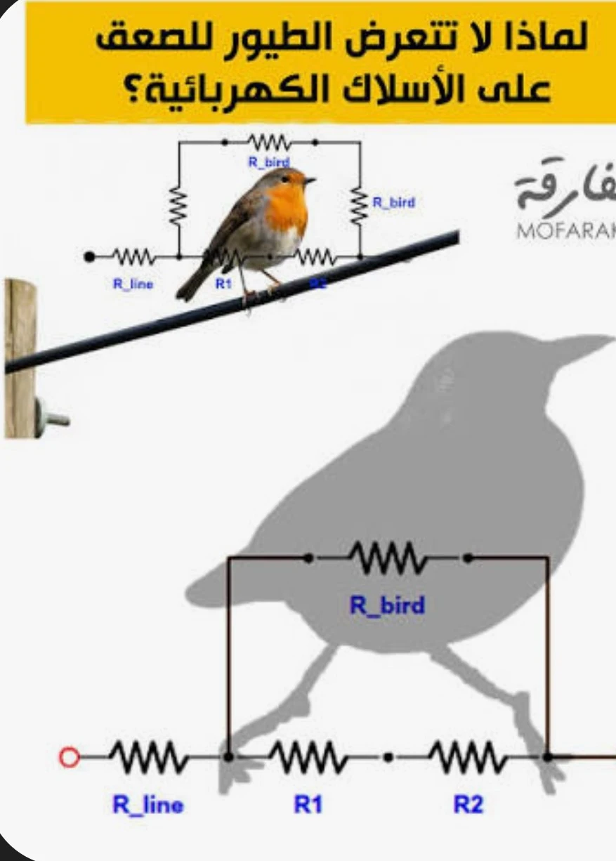 image about لماذا لا تُصعق الطيور بالكهرباء عند وقوفها على الأسلاك؟ إليك التفسير العلمي الذي لا يعرفه معظم الناس!