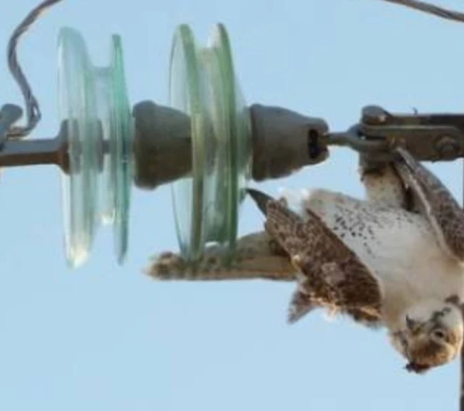 image about لماذا لا تُصعق الطيور بالكهرباء عند وقوفها على الأسلاك؟ إليك التفسير العلمي الذي لا يعرفه معظم الناس!