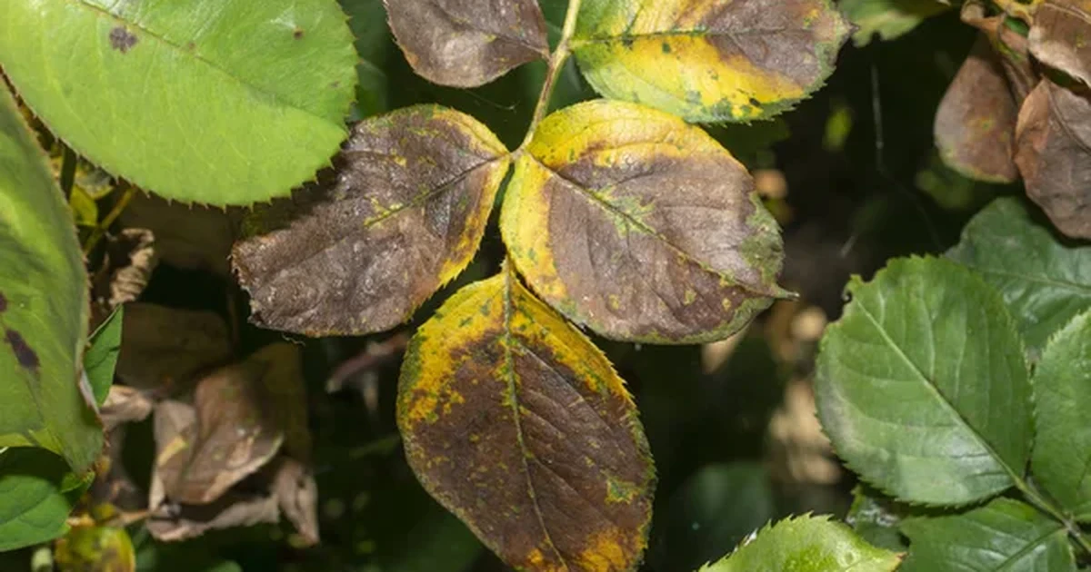 image about دليل الطوارئ لعلاج اصفرار أوراق النباتات المنزلية: كيف تفرق بين الغرق ونقص الغذاء؟