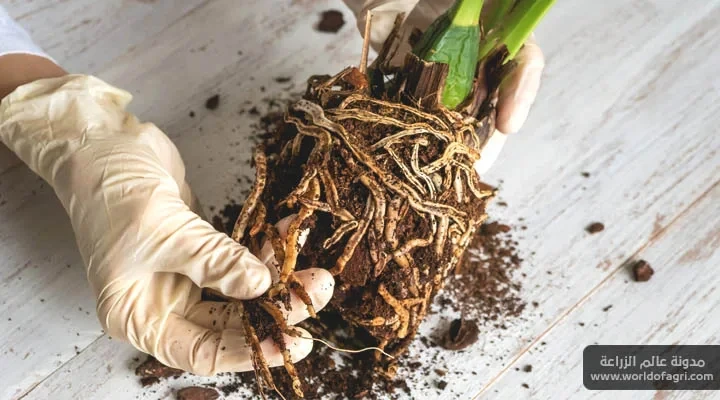 image about دليل الطوارئ لعلاج اصفرار أوراق النباتات المنزلية: كيف تفرق بين الغرق ونقص الغذاء؟