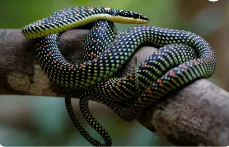 image about 🐍 الأفعى الطائرة: لن تصدق كيف يطير هذا الثعبان بدون أجنحة!