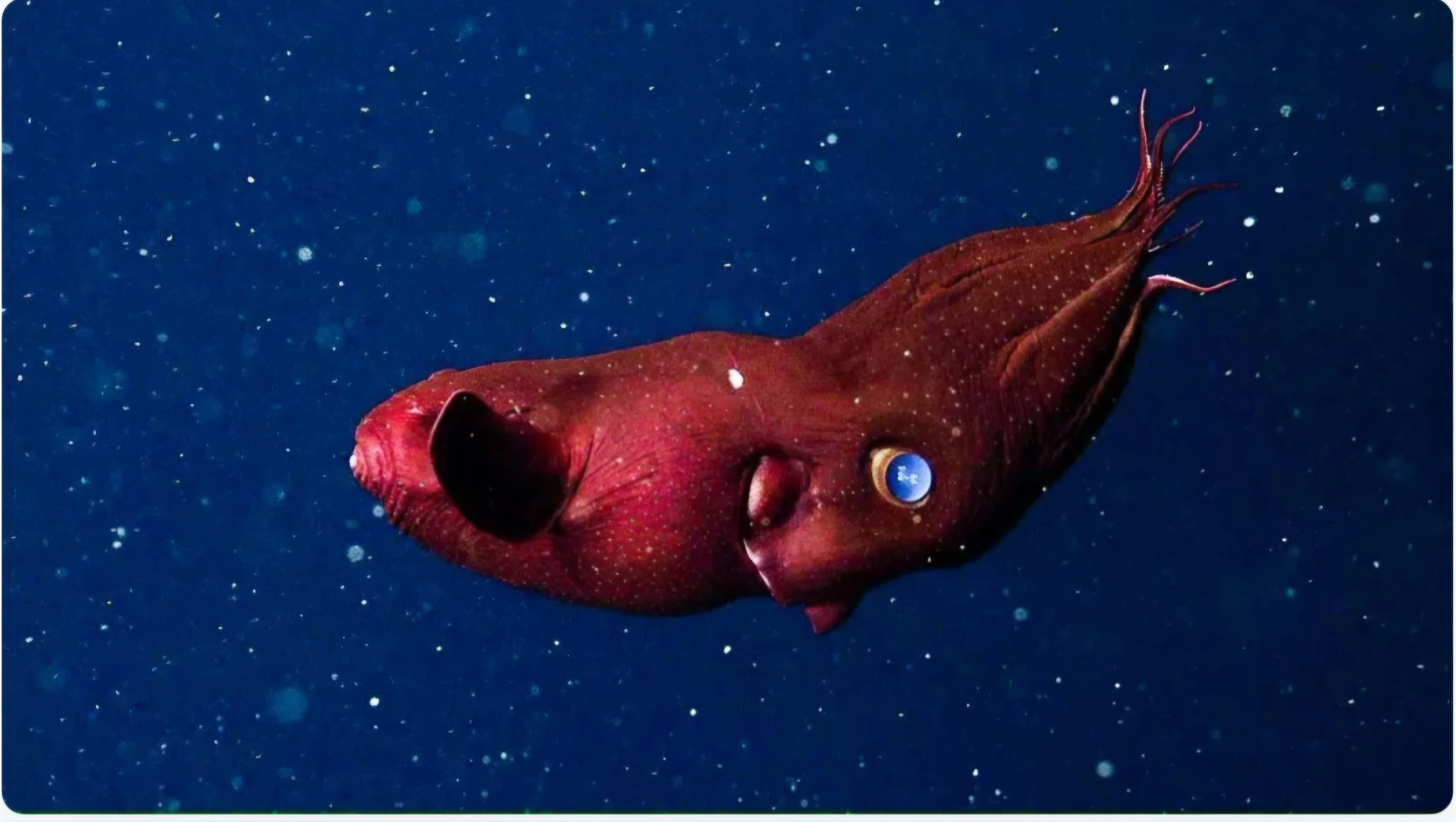 image about 😱 كائن من الجحيم! أسرار الأخطبوط مصاص الدماء التي لم تسمع بها من قبل. 