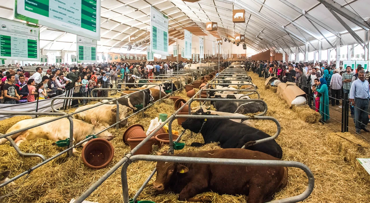 image about المعرض الدولي للفلاحة بالمغرب 2026: مسار تطور حدث استراتيجي نحو الريادة العالمية.