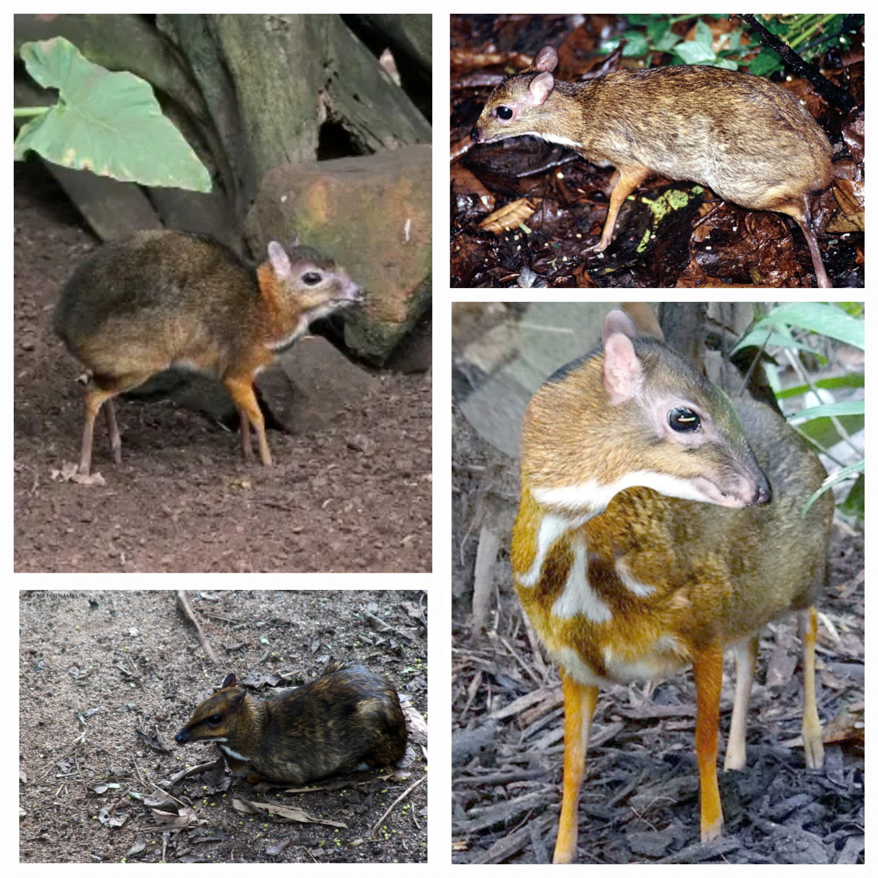 image about 🦌 كائن بحجم فأر يخدع الغابة كلها! قصة غزال الفأر المدهشة. 