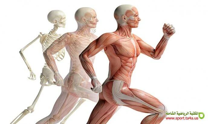 image about العلوم الحيوية والحركية: فهم متكامل لجسم الإنسان وأدائه