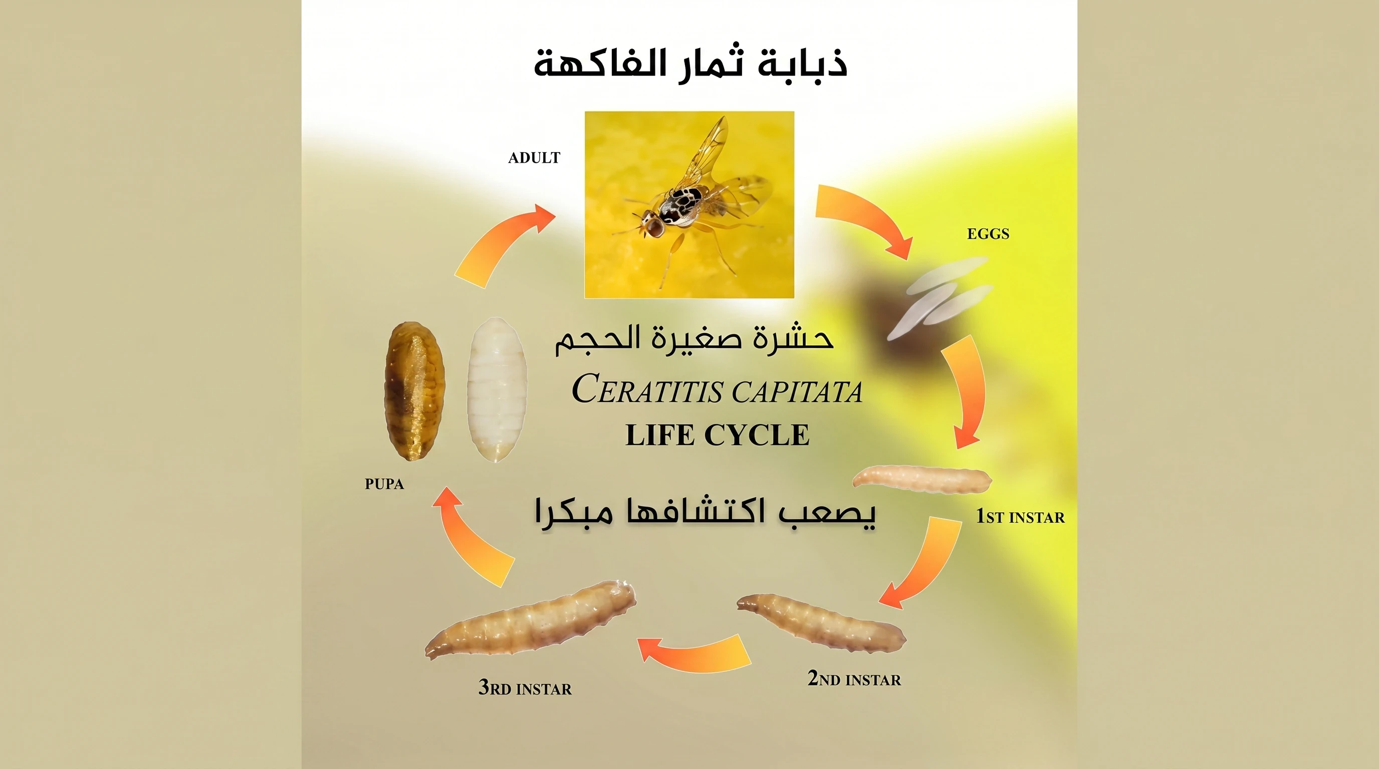 image about ذبابة الفاكهة المتوسطية: العدو الخفي لمحاصيلك وكيفية حمايتها باستراتيجيات المكافحة المتكاملة