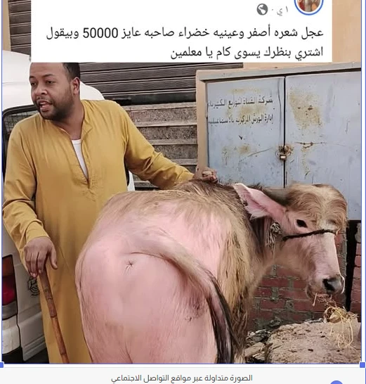 image about عجل بملامح غير مألوفة يثير تفاعلًا واسعًا بسبب سعره البالغ 50 ألف جنيه