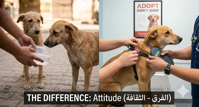 image about الكلاب الضالة في مصر: أزمة إدارة أم ثقافة مجتمع 