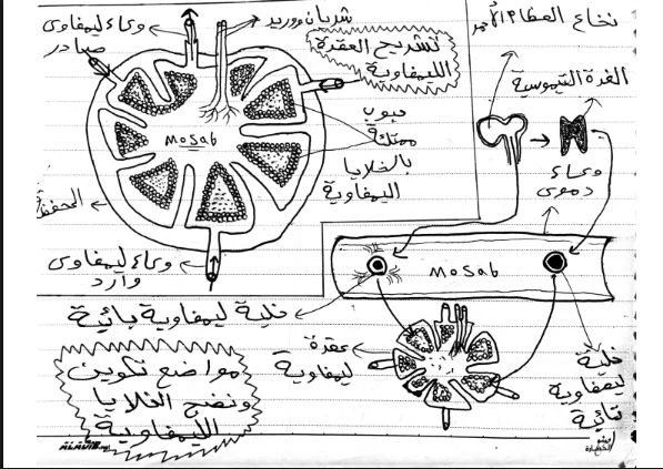 image about تحميل أهم رسومات الأحياء للصف الثالث الثانوي 2026 PDF | الرسومات المتوقعة في امتحان الثانوية العامة والأزهرية