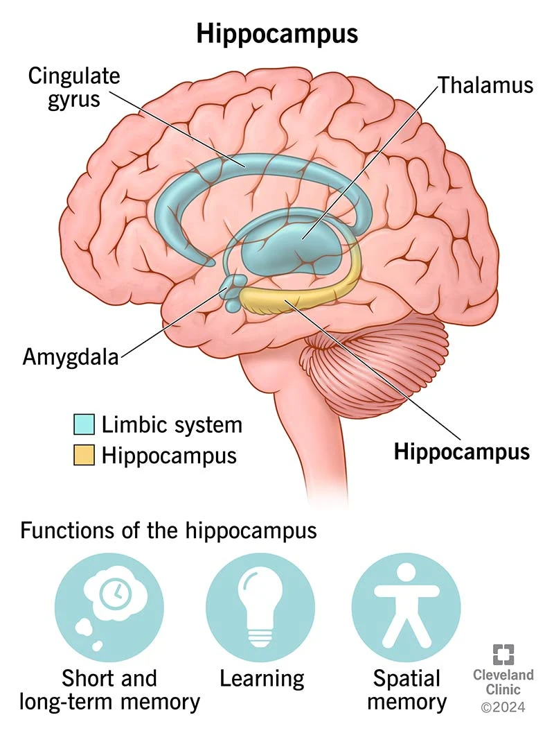 image about The Hippocampus and Hyperthymesia: The Science of Never Forgetting