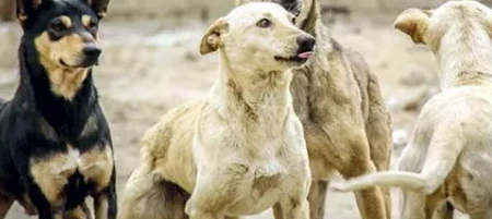 image about مصر تتصدى لظاهرة الكلاب الضالة: استراتيجية شاملة نحو بيئة آمنة