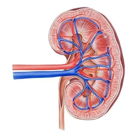 image about 10 طرق لتجنب الفشل الكلوي بإذن الله
