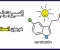 ماهو السيروتونين وماهي وظيفه في الجسم