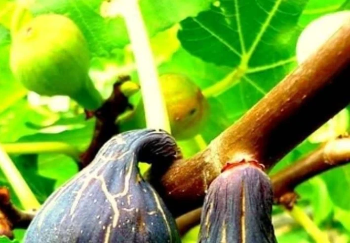 كيف نحافظ على هرمون الذكورة