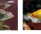 article image for أسماك الزينة هافمون Halfmoon Betta Fish