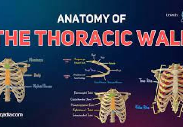 Anatomy of thoracic wall