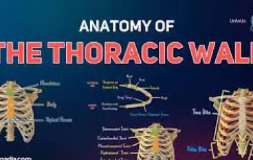 Anatomy of thoracic wall