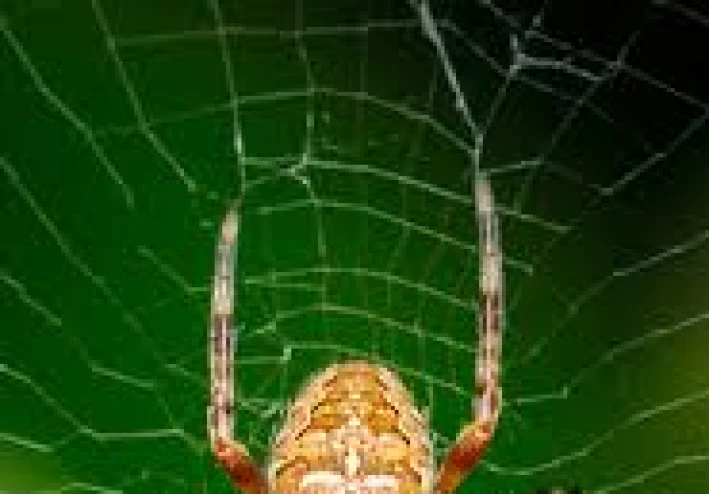 🕷 *فائدتان جميلتان من سورة العنكبوت*🕷: