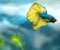 article image for أسماك الزينة هافمون Halfmoon Betta Fish