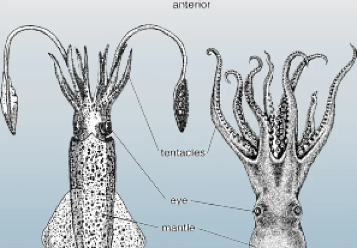 الحبار: سيد التمويه وأعجوبة البحار الرخوية | الدليل الشامل 2026